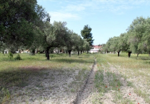 Земельный участок 2900 m² на Кассандре (Халкидики)