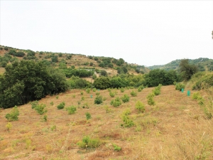 Земельный участок 30000 m² на Крите