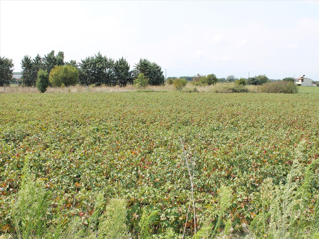 Продажа - Земельный участок 5500 m² на Олимпийской Ривьере