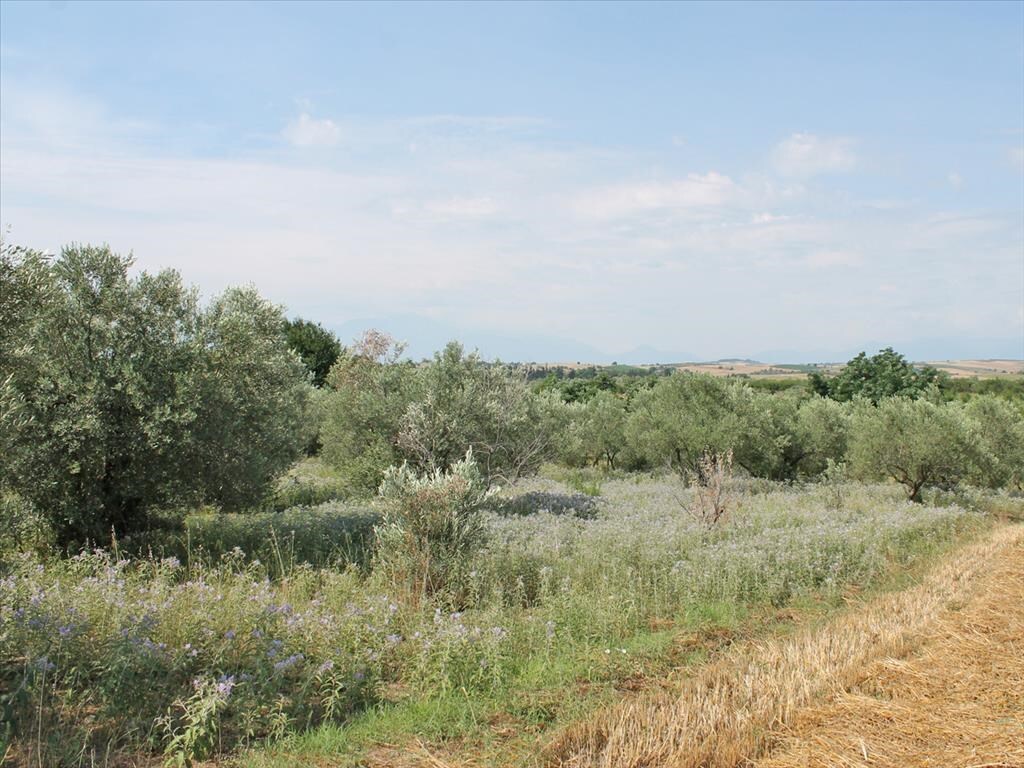 Продажа - Земельный участок 5000 m² на Олимпийской Ривьере