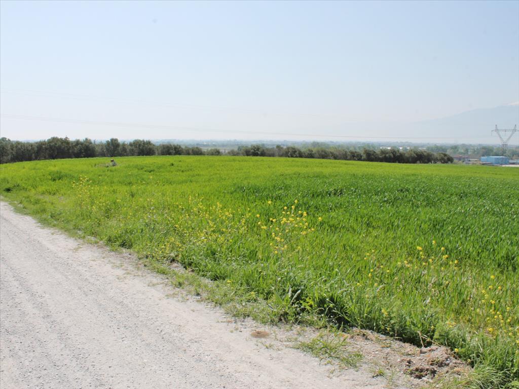 Продажа - Земельный участок 5800 m² на Олимпийской Ривьере