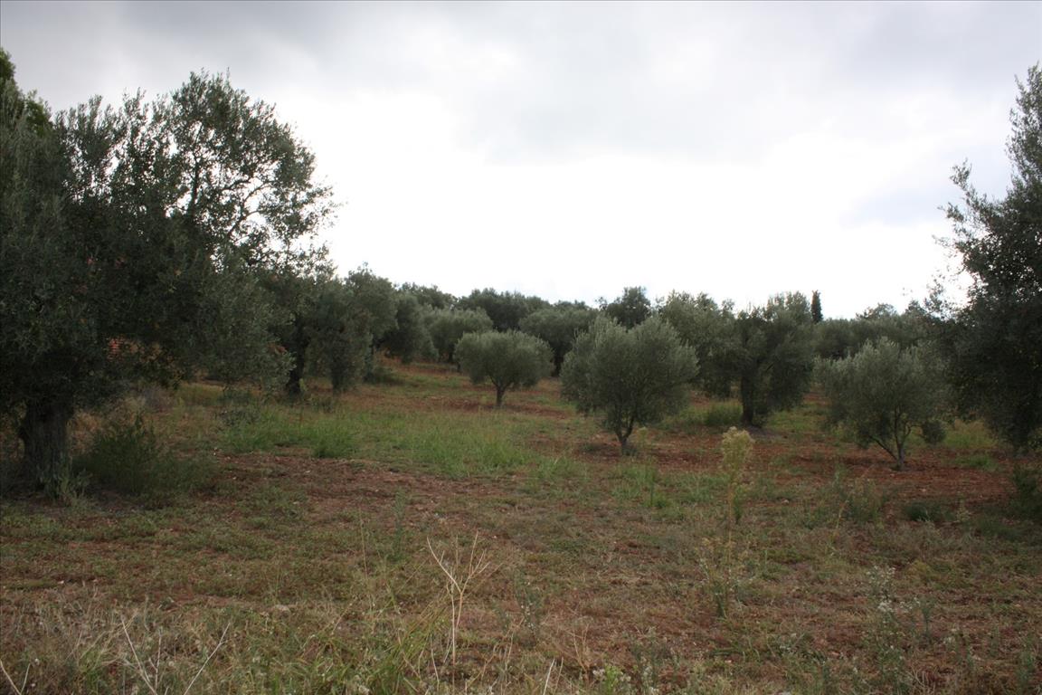 Продажа - Земельный участок 10800 m² на Ситонии (Халкидики)
