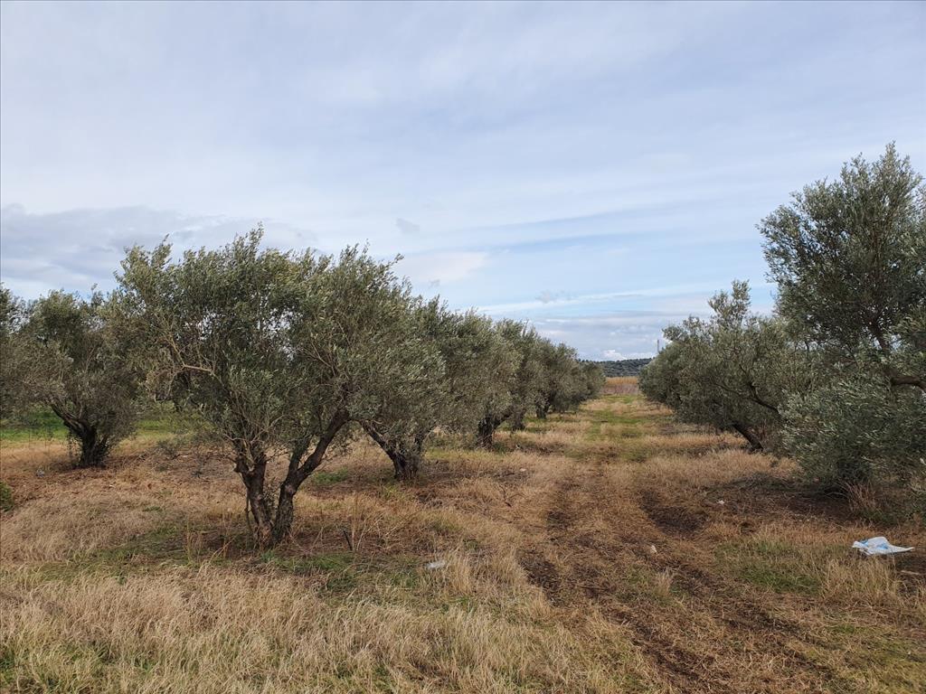 Продажа - Земельный участок 1500 m² в Халкидиках