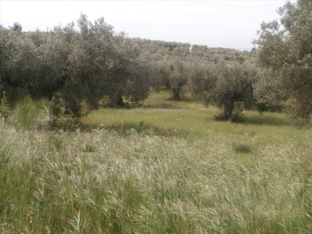Продажа - Земельный участок 3150 m² на Ситонии (Халкидики)