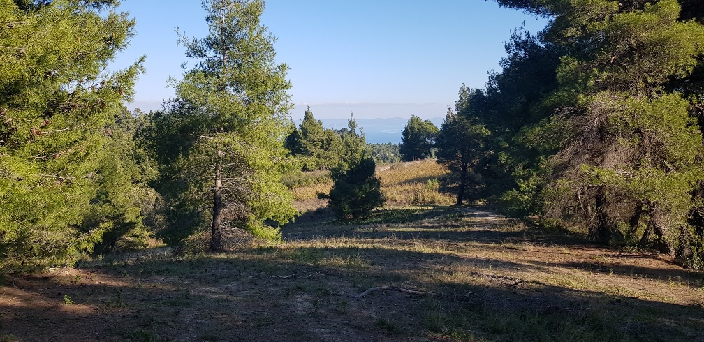 Продажа - Земельный участок 3200 m² на Кассандре (Халкидики)