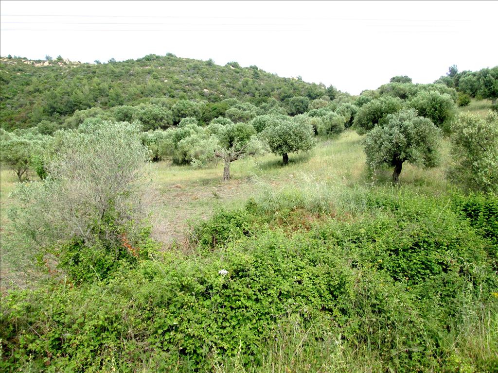 Продажа - Земельный участок 2000 m² на Ситонии (Халкидики)