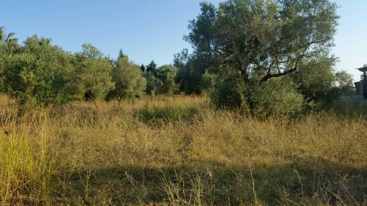 Продажа - Земельный участок 4250 m² на Кассандре (Халкидики)