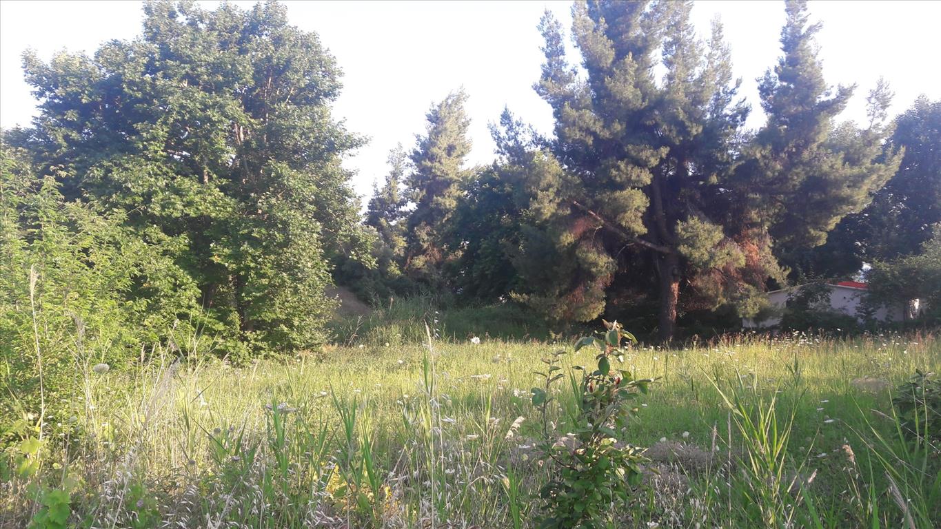 Продажа - Земельный участок 1346 m² на Ситонии (Халкидики)