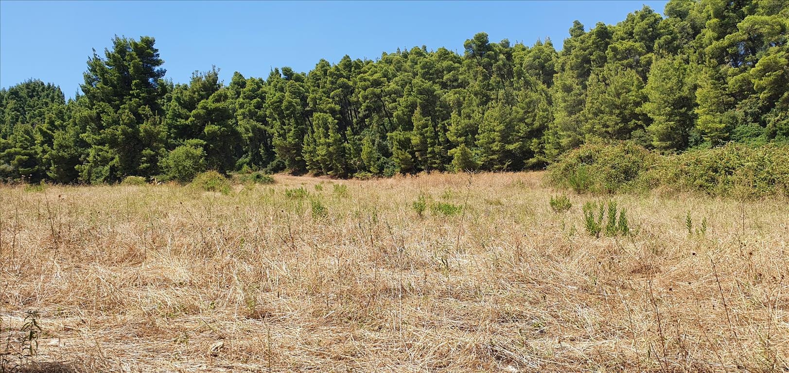 Продажа - Земельный участок 4668 m² на Кассандре (Халкидики)