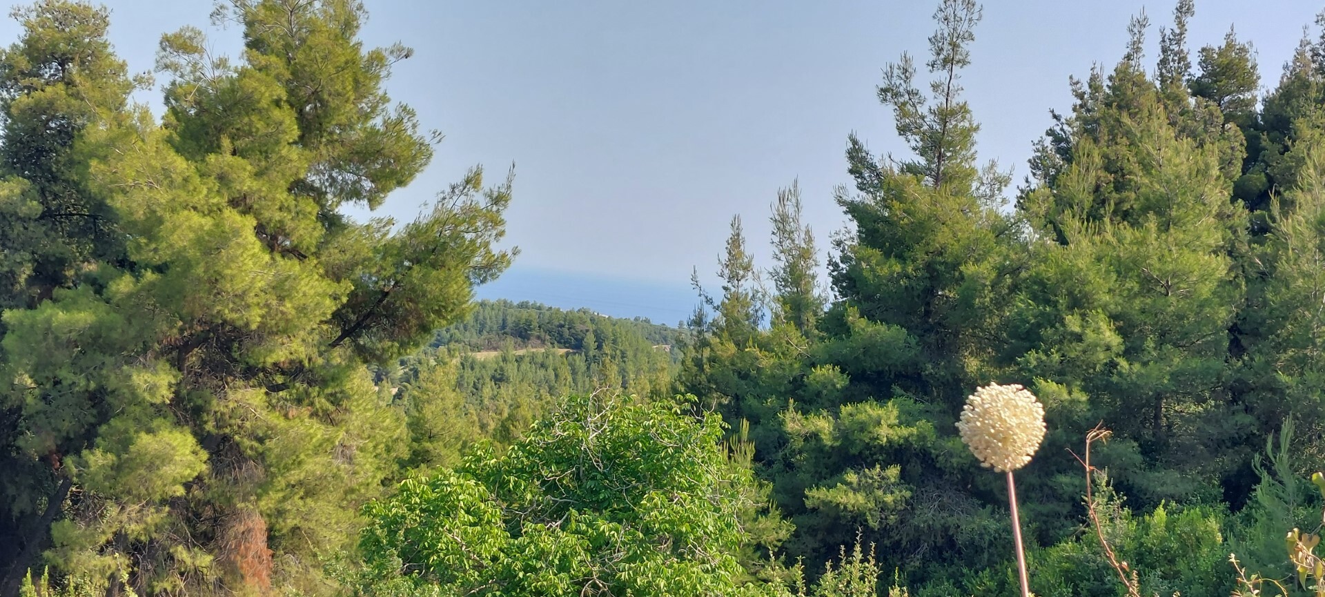Продажа - Земельный участок 6150 m² на Кассандре (Халкидики)