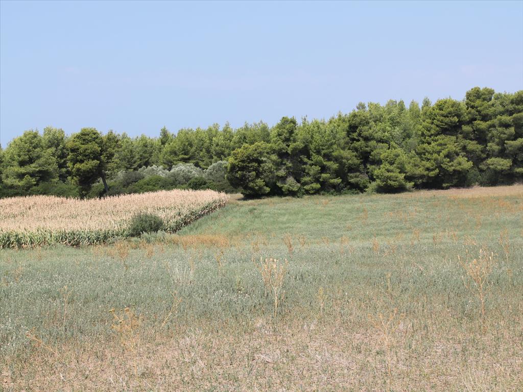 Продажа - Земельный участок 36000 m² на Кассандре (Халкидики)