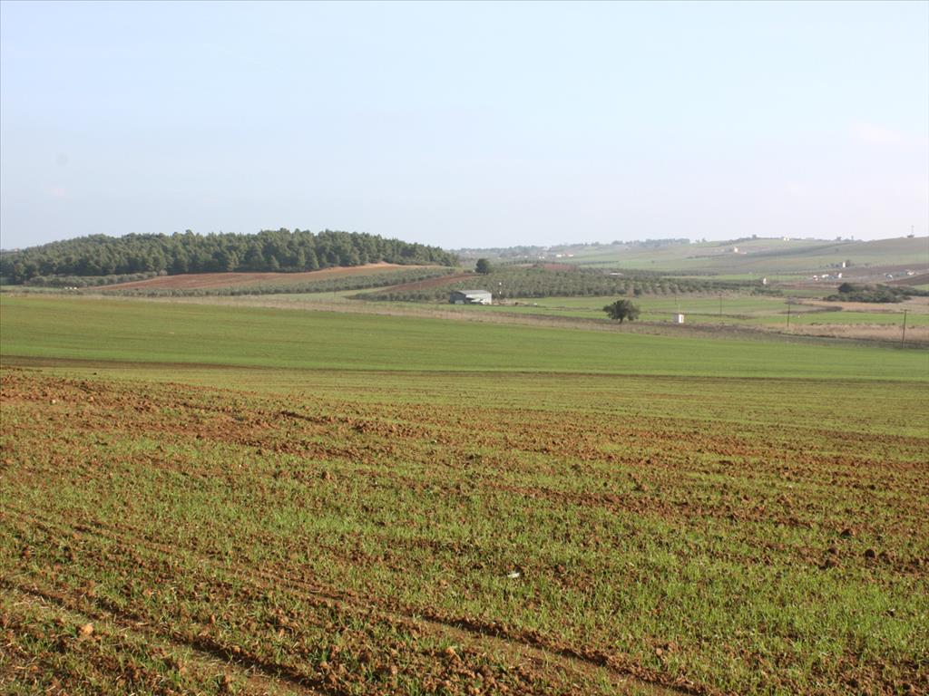 Продажа - Земельный участок 56000 m² на Кассандре (Халкидики)