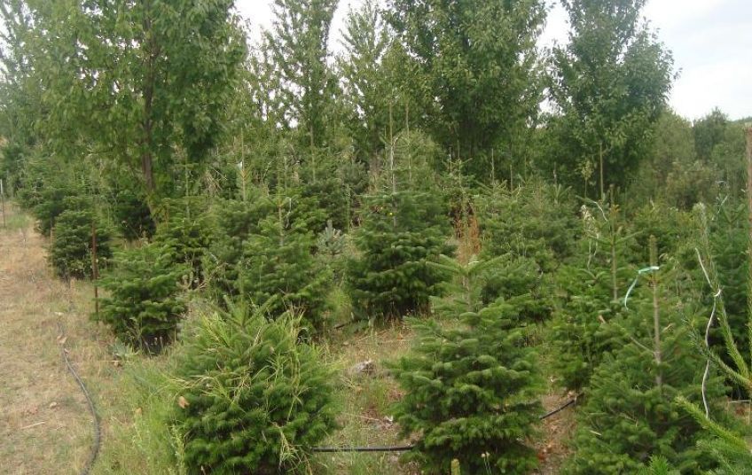 Продажа - Земельный участок 10000 m² на Ситонии (Халкидики)