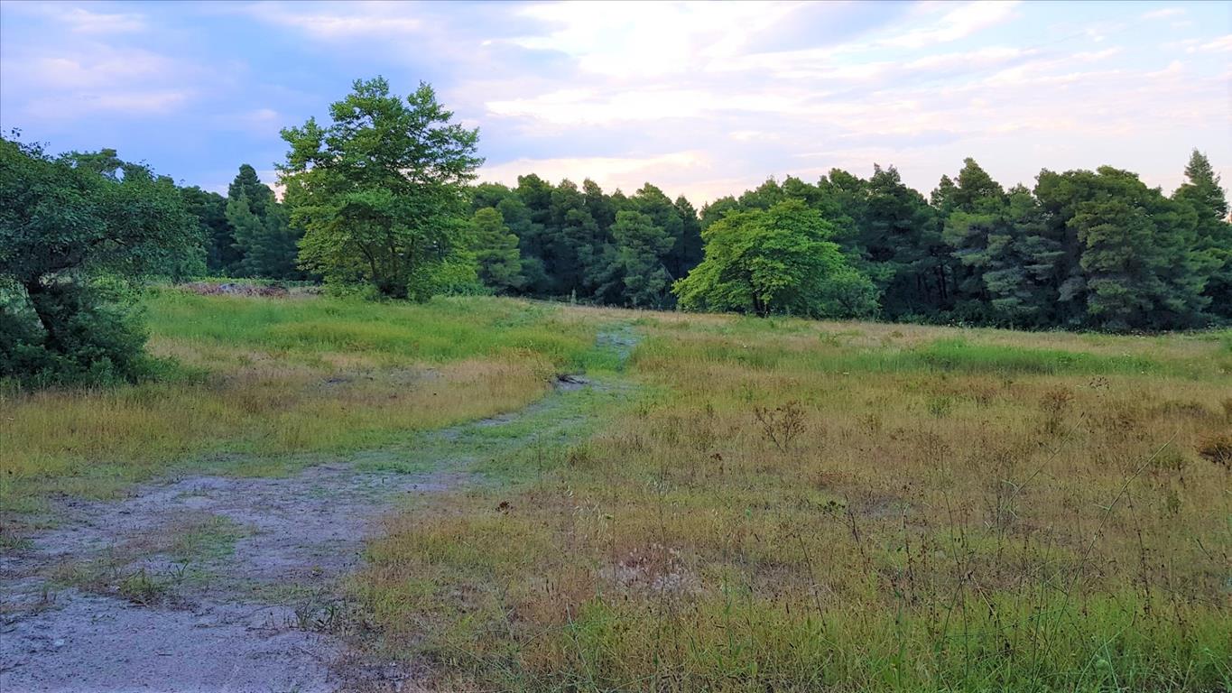 Продажа - Земельный участок 19895 m² на Ситонии (Халкидики)