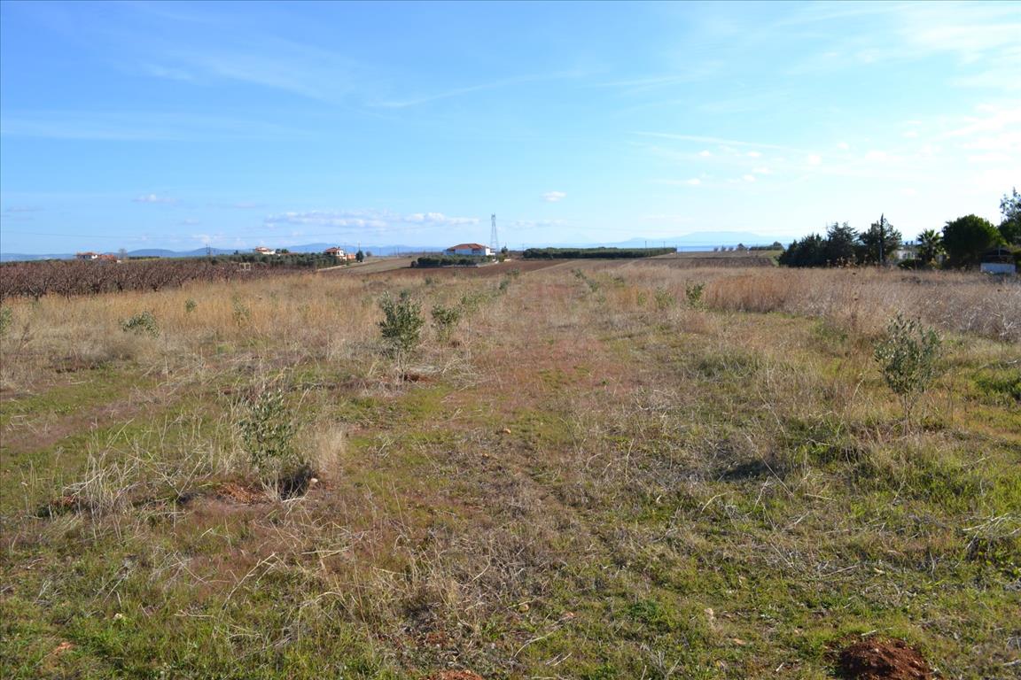Продажа - Земельный участок 10000 m² на Кассандре (Халкидики)