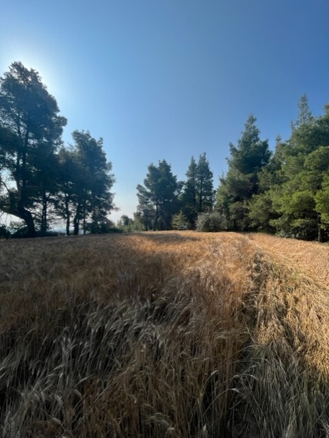 Продажа - Земельный участок 13886 m² на Кассандре (Халкидики)