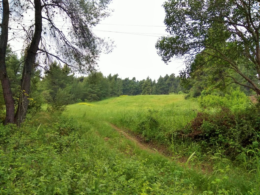 Продажа - Земельный участок 28000 m² на Кассандре (Халкидики)