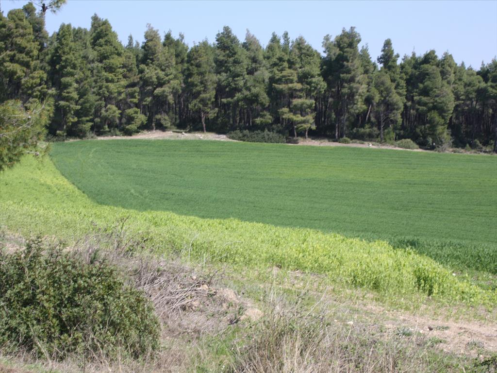 Продажа - Земельный участок 8500 m² на Кассандре (Халкидики)