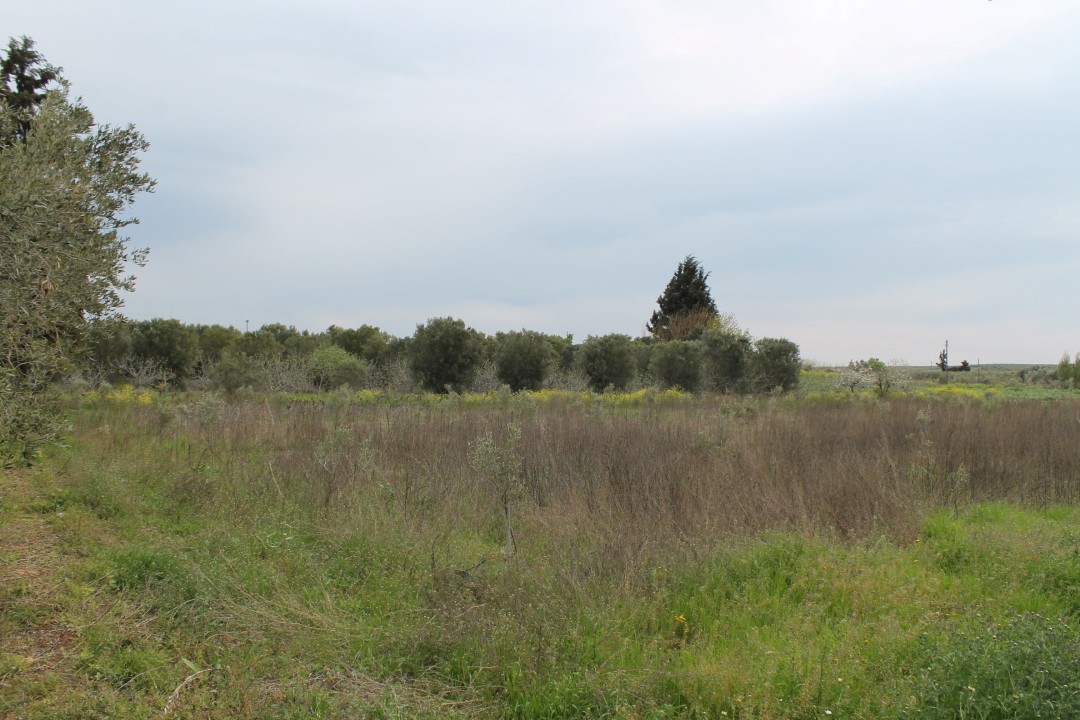 Продажа - Земельный участок 3600 m² в Халкидиках
