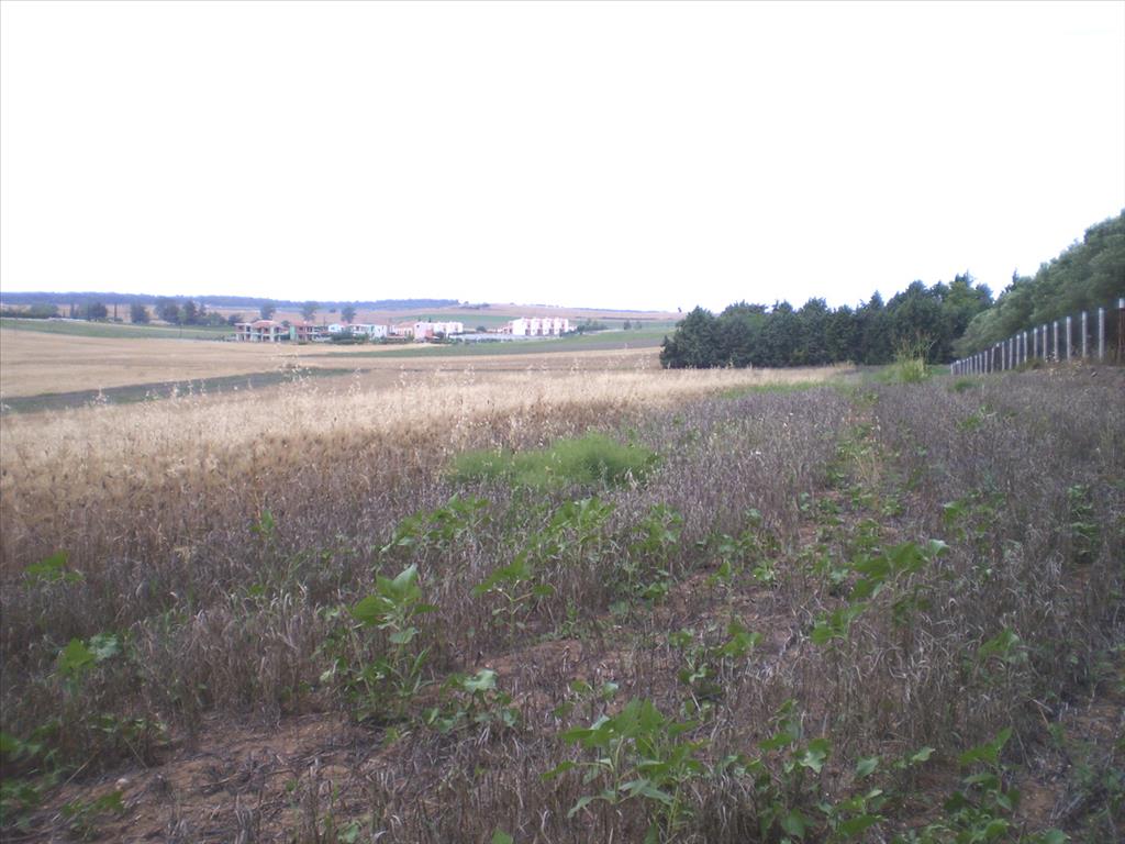 Продажа - Земельный участок 4370 m² на Кассандре (Халкидики)