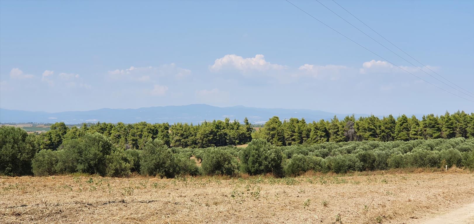 Продажа - Земельный участок 30000 m² на Кассандре (Халкидики)