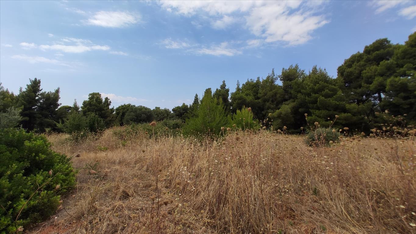 Продажа - Земельный участок 4003 m² на Ситонии (Халкидики)