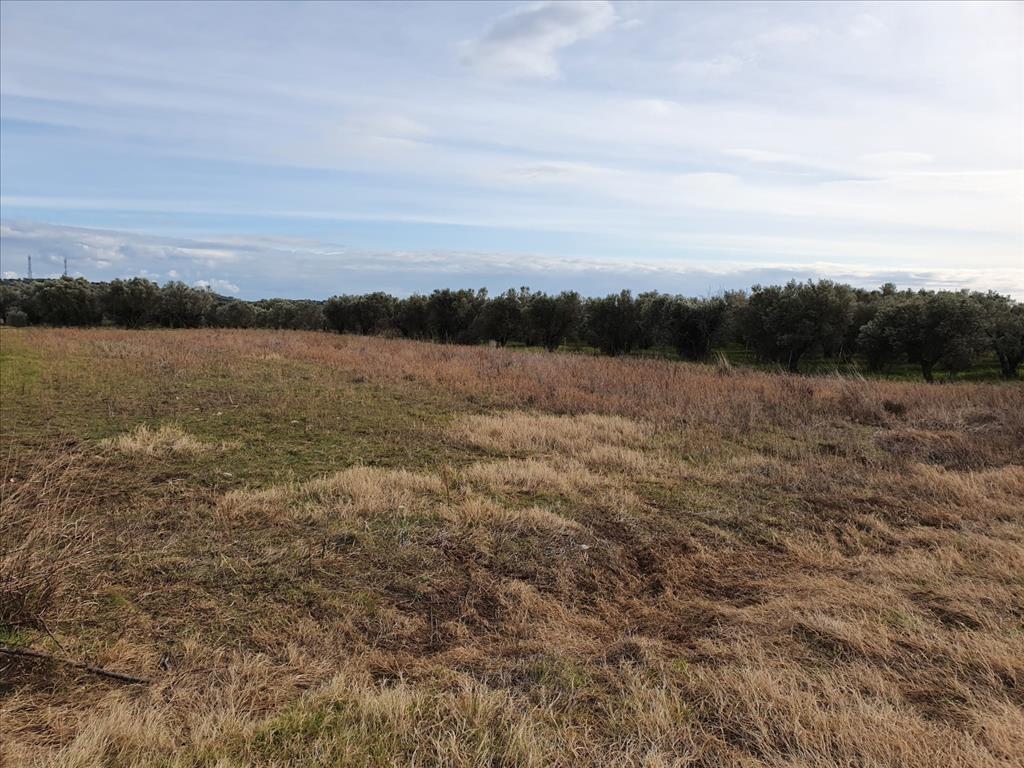 Продажа - Земельный участок 3000 m² в Халкидиках