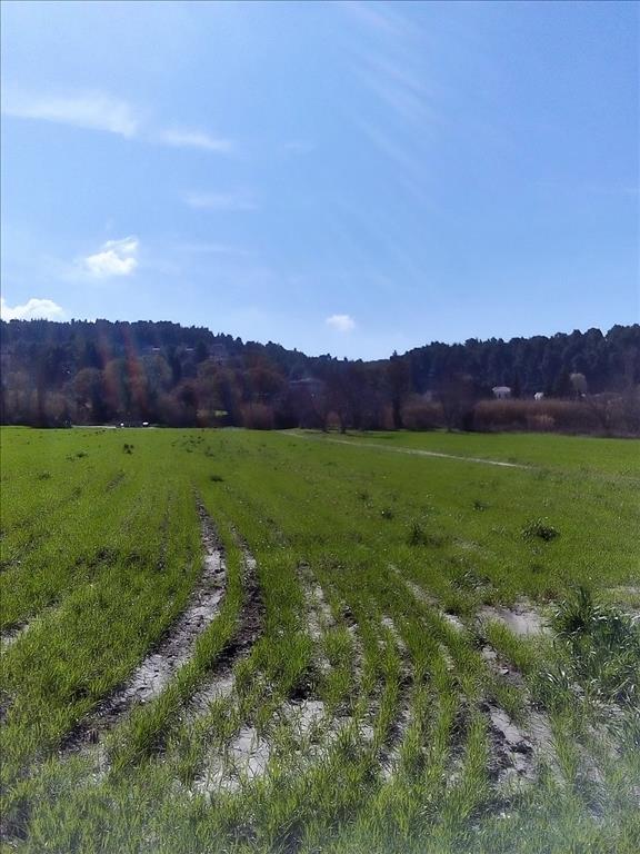 Продажа - Земельный участок 10000 m² на Кассандре (Халкидики)