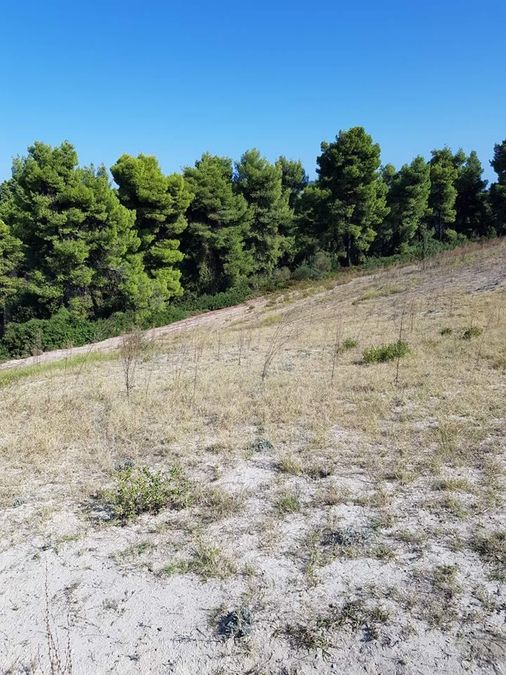 Продажа - Земельный участок 5792 m² на Кассандре (Халкидики)