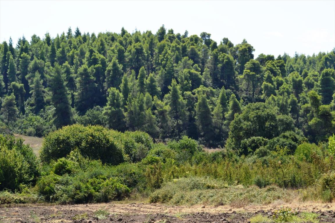 Продажа - Земельный участок 4200 m² на Кассандре (Халкидики)
