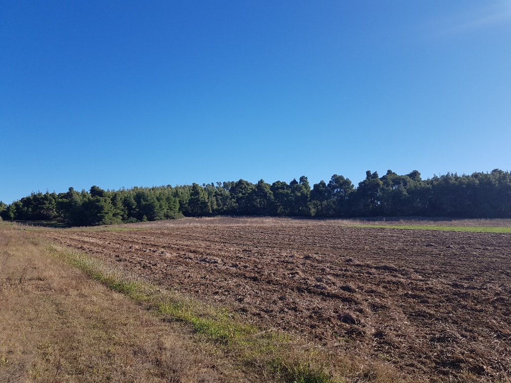 Продажа - Земельный участок 9500 m² на Кассандре (Халкидики)