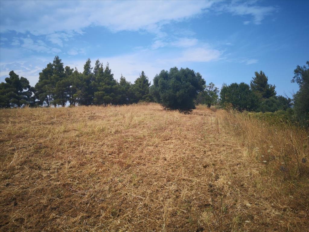 Продажа - Земельный участок 4300 m² на Кассандре (Халкидики)