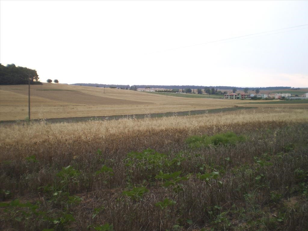 Продажа - Земельный участок 4285 m² на Кассандре (Халкидики)