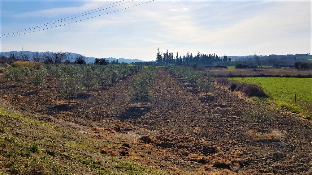 Продажа - Земельный участок 7100 m² на Кассандре (Халкидики)