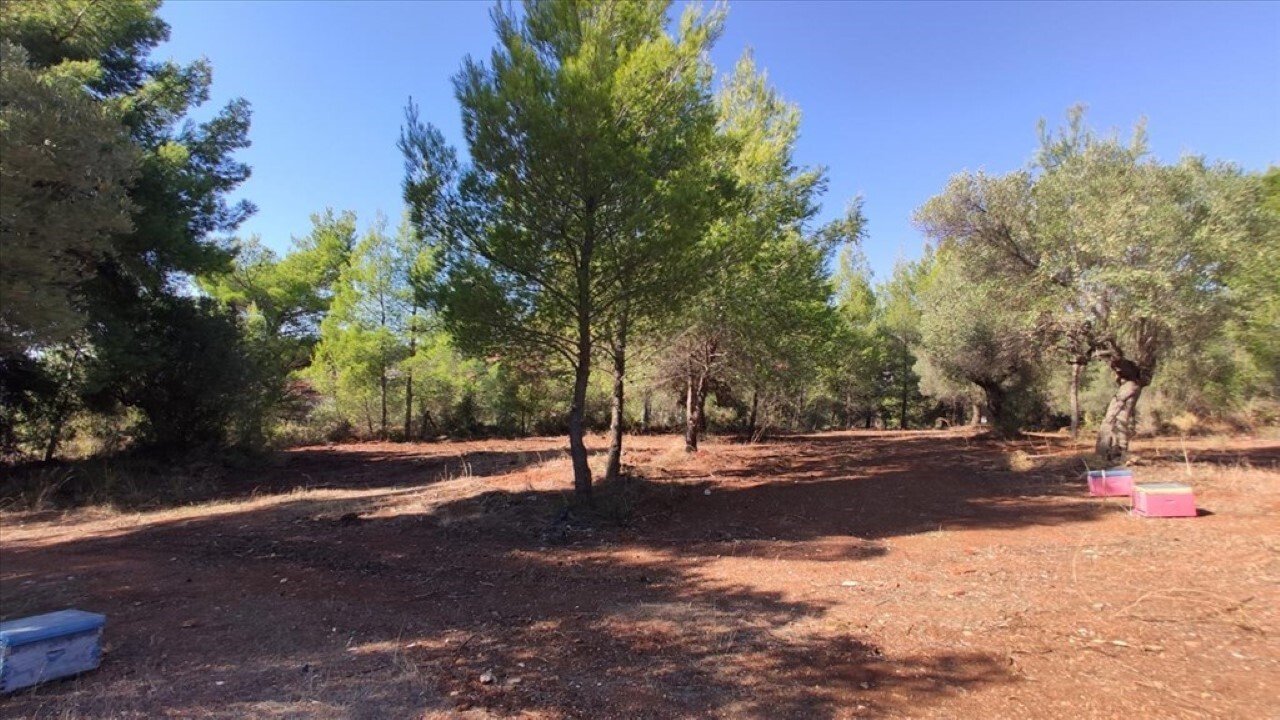 Продажа - Земельный участок 1206 m² на Ситонии (Халкидики)