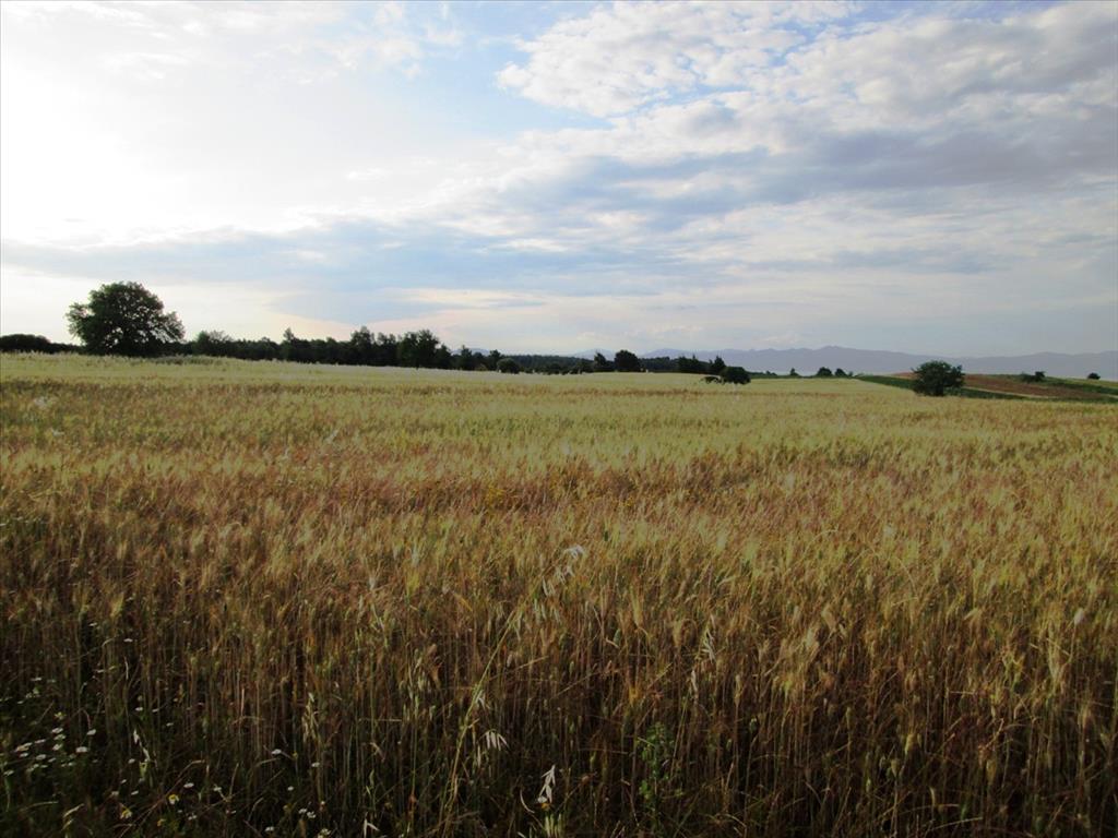 Продажа - Земельный участок 8500 m² на Кассандре (Халкидики)