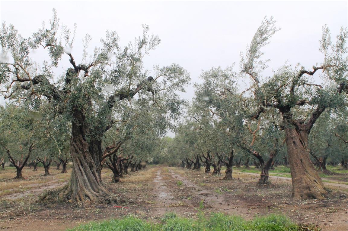 Продажа - Земельный участок 5538 m² на Ситонии (Халкидики)