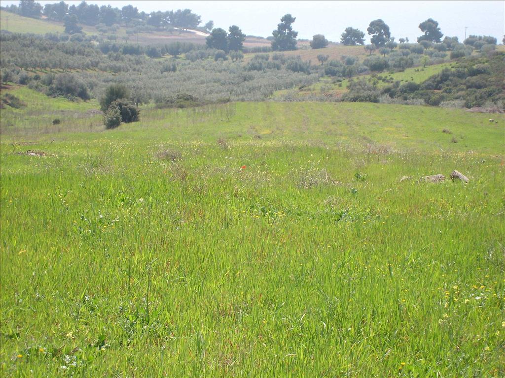 Продажа - Земельный участок 4500 m² на Ситонии (Халкидики)