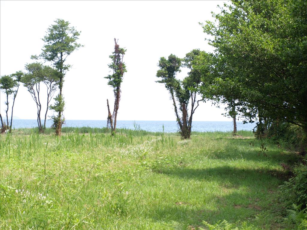 Продажа - Земельный участок 10045 m² на Афоне (Халкидики)