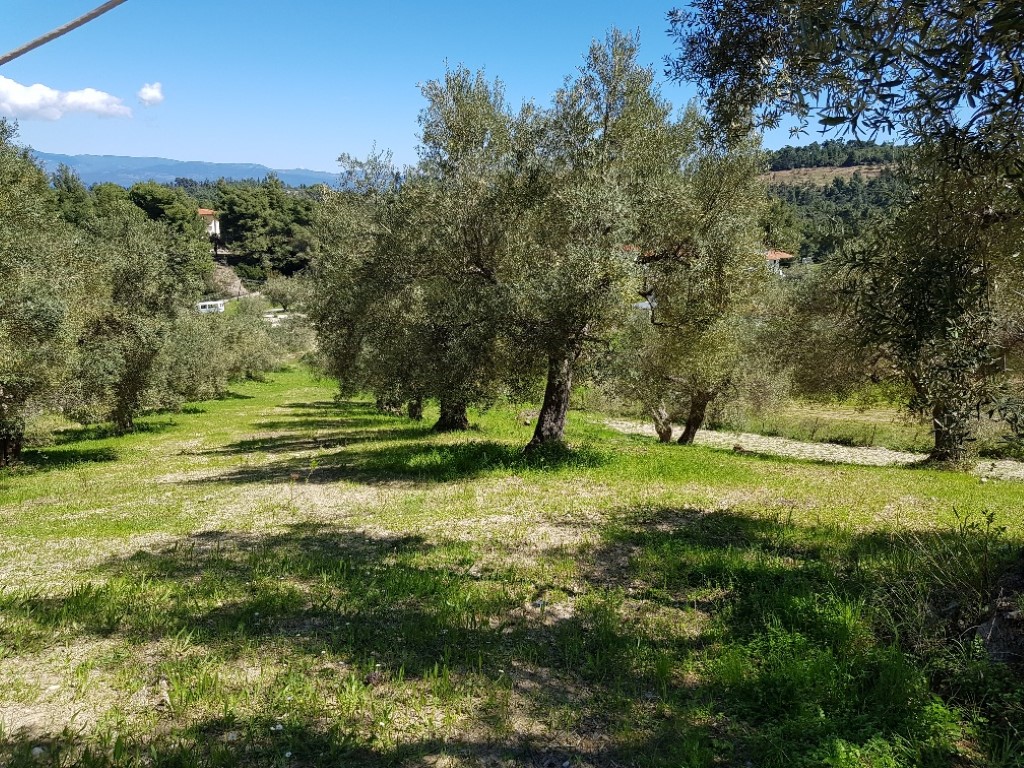 Продажа - Земельный участок 2002 m² на Кассандре (Халкидики)