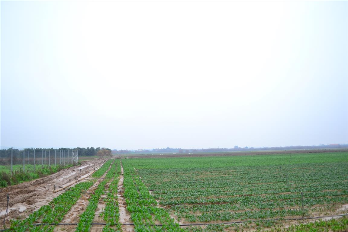 Продажа - Земельный участок 4200 m² в пригороде Салоник