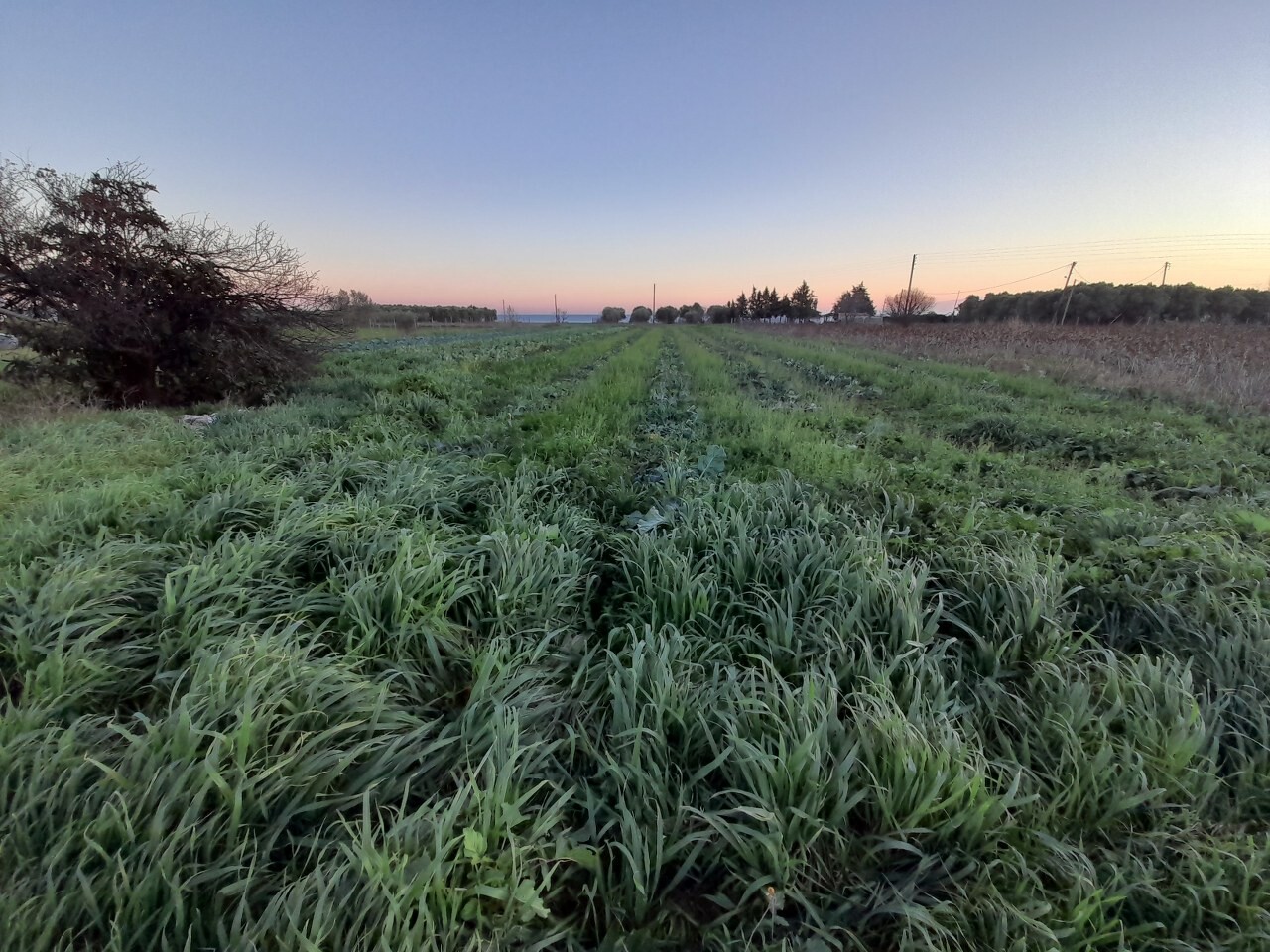 Продажа - Земельный участок 5000 m² в Салониках