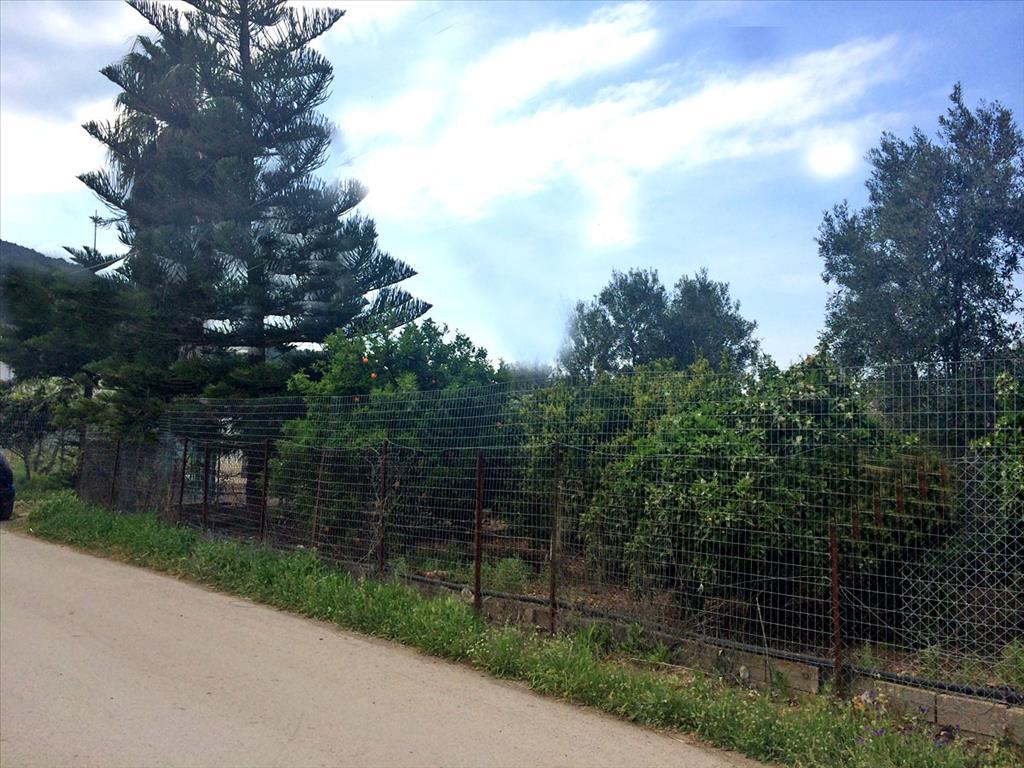 Продажа - Земельный участок 1614 m² на Восточном Пелопоннесе