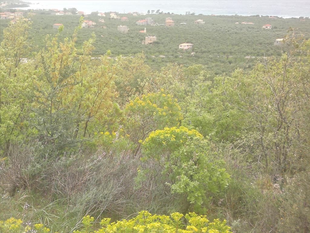Продажа - Земельный участок 3200 m² на Западном Пелопоннесе