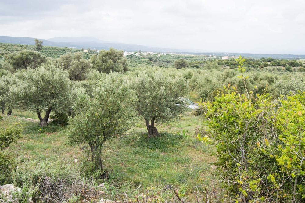 Продажа - Земельный участок 5343 m² на Крите