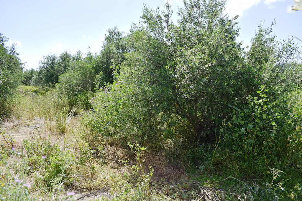 Продажа - Земельный участок 350 m² на Крите