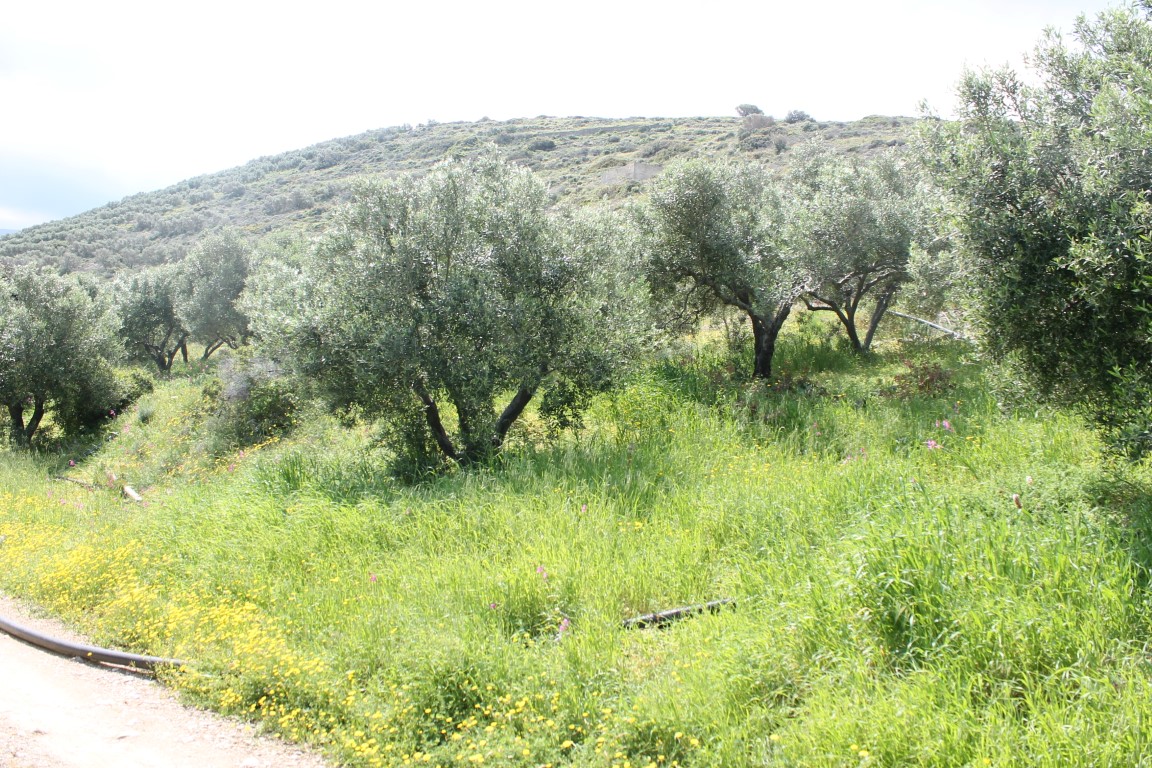 Продажа - Земельный участок 6890 m² на Крите
