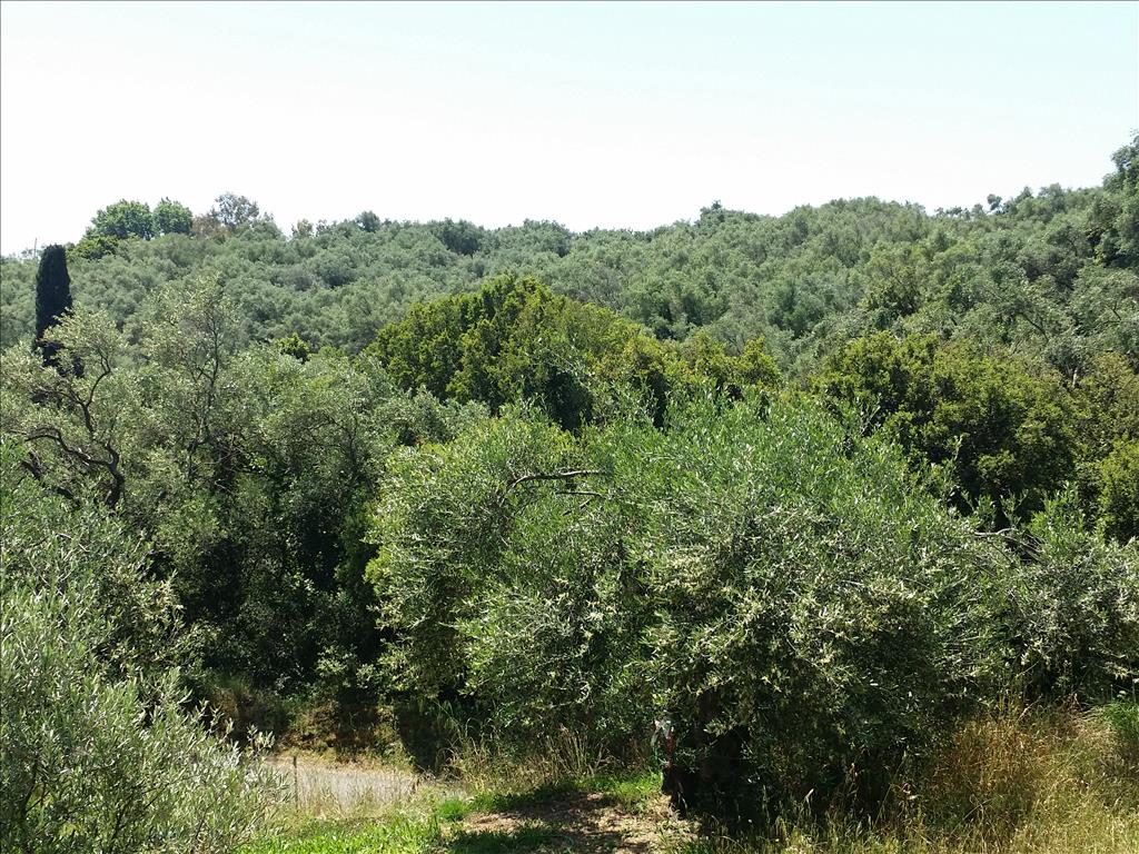 Продажа - Земельный участок 5650 m² на о. Корфу