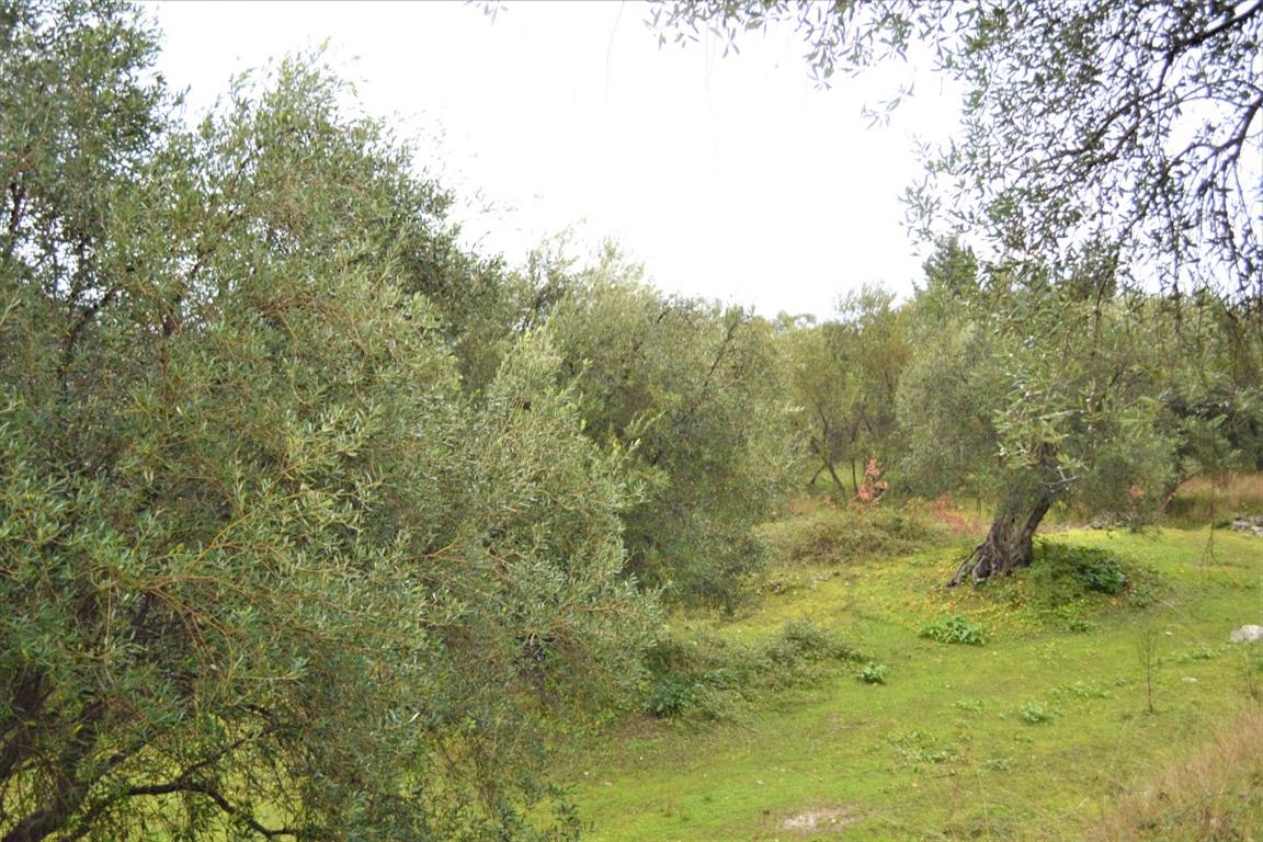 Продажа - Земельный участок 3700 m² на о. Корфу