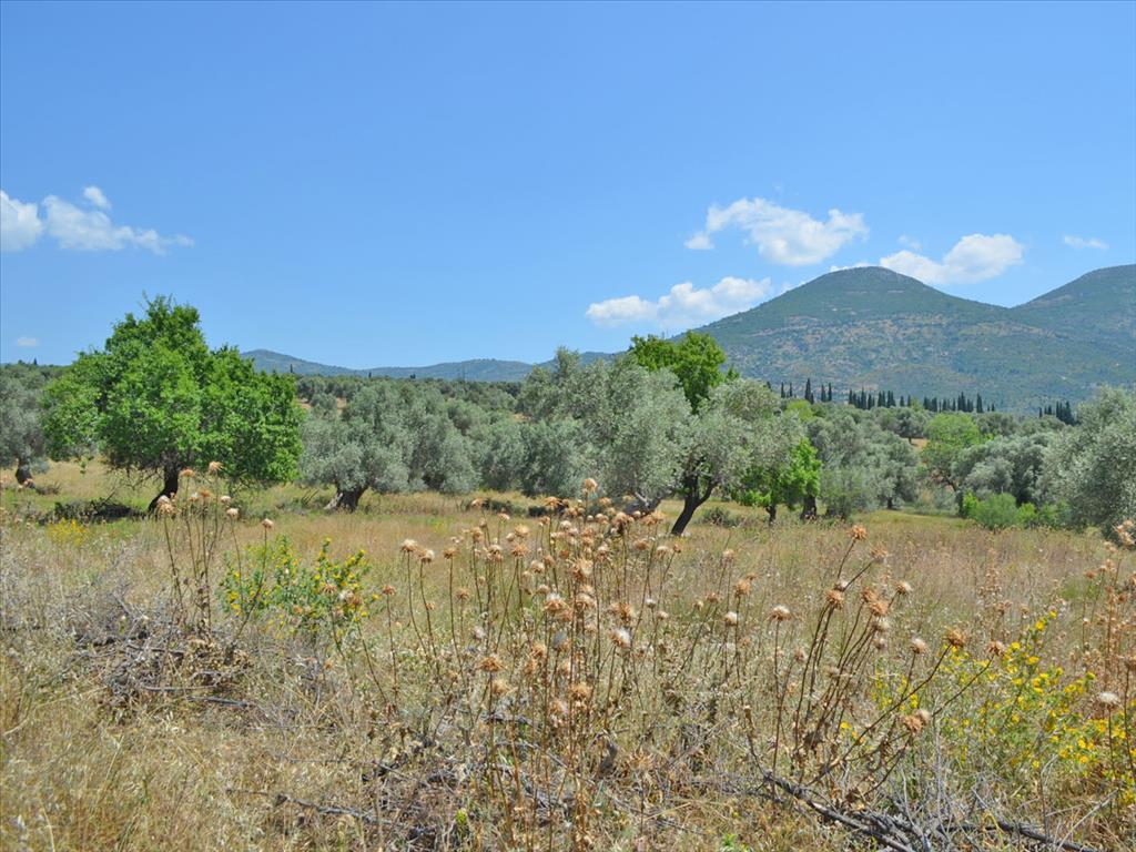Продажа - Земельный участок 390 m² Эвия